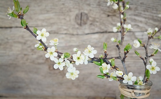 Kirschblüten